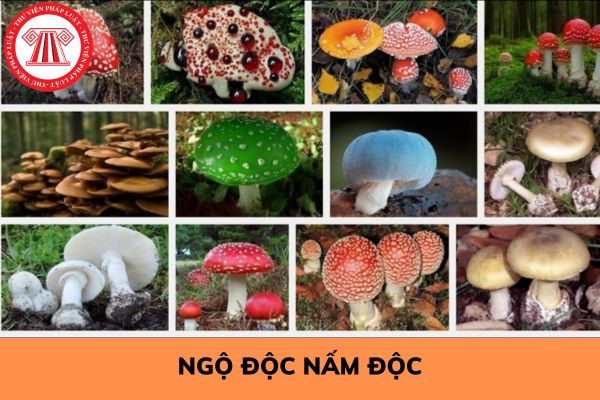 NGỘ ĐỘC NẤM ĐỘC